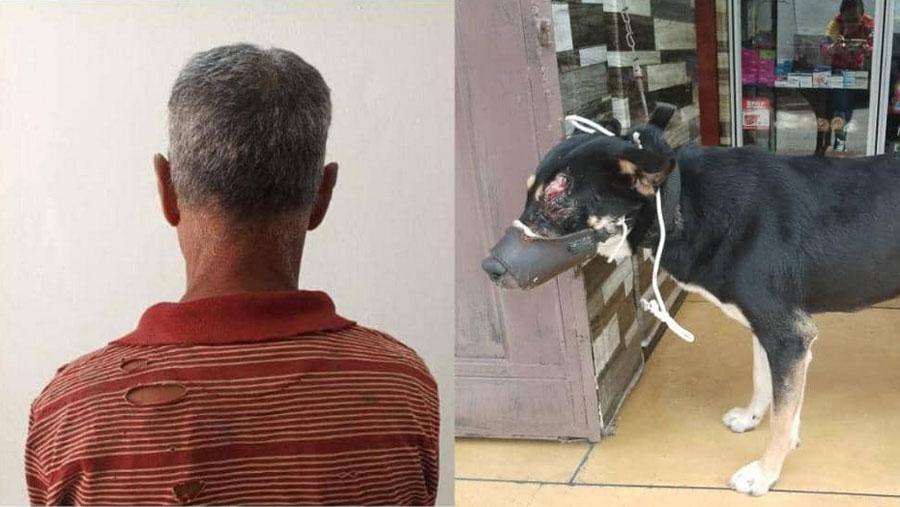 Hombre apuñala a un perro porque «le ladró» en Mérida