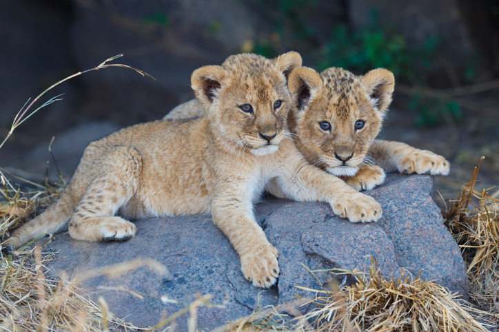 Dos leones blancos nacieron en el Zoológico Las Delicias de Maracay