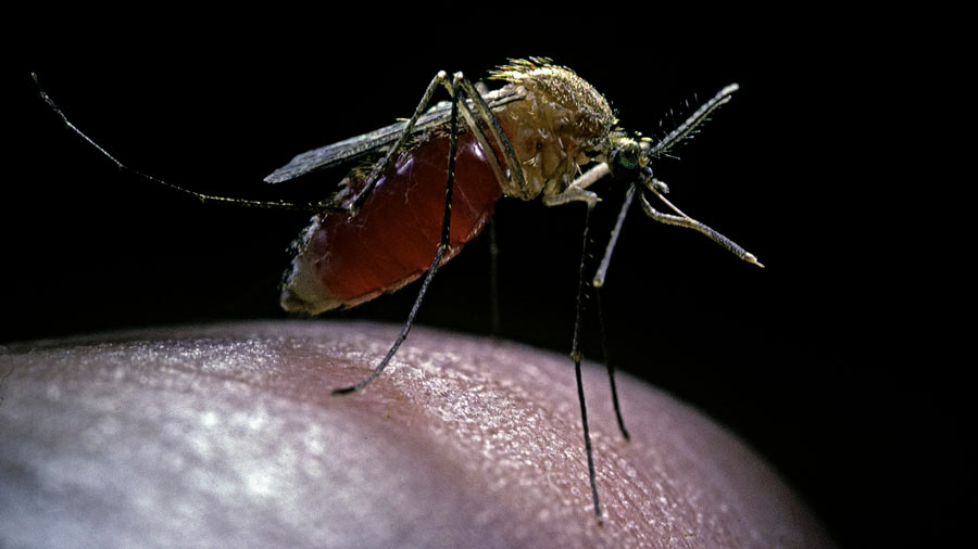 Jefa del área de Infectología del Clínico: Virus respiratorios y dengue predominan en Venezuela