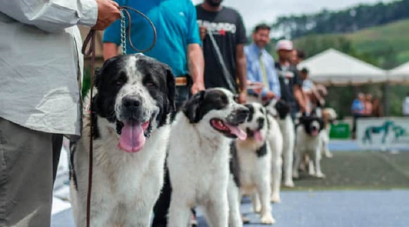 La Federación Canina de Venezuela (FCV): Certifican 9 ejemplares Mucuchíes como única raza pura del país