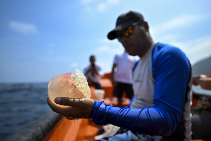 Brote de medusas inquieta a pescadores venezolanos: «Esto no había pasado nunca»