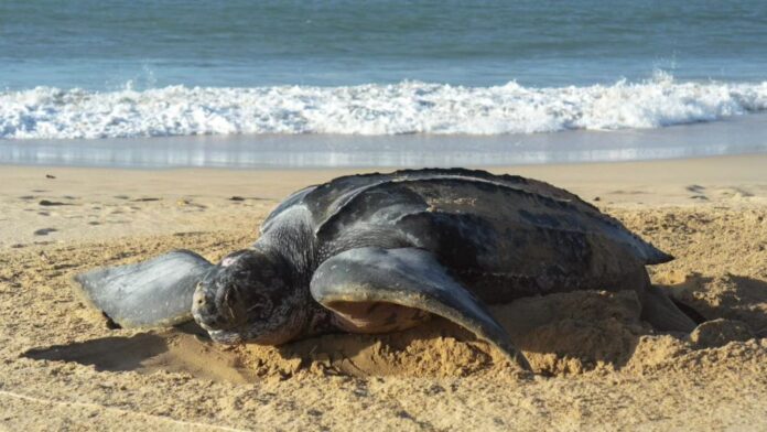 Ejemplar de la tortuga marina más grande del mundo depositó 120 huevos en Margarita