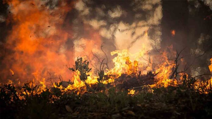 Incendios forestales: una amenaza para la salud y biodiversidad en Venezuela