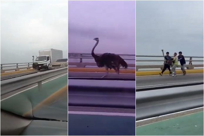 Capturaron a dos avestruces en el puente sobre el lago de Maracaibo