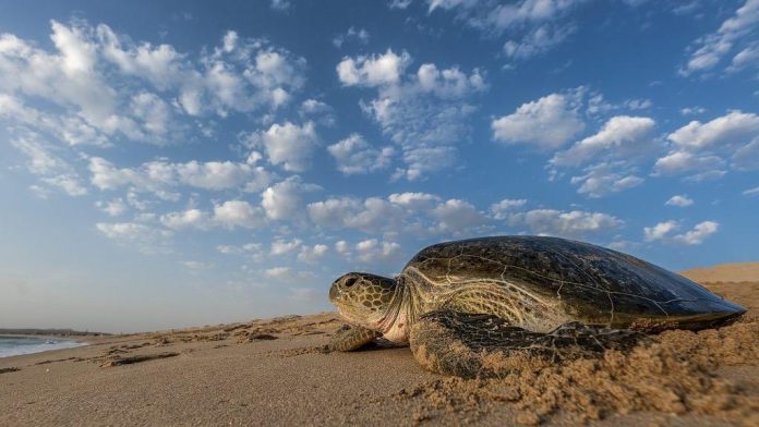 Tortuga marina Cardón anidó más 100 huevos en playa de Anzoátegui