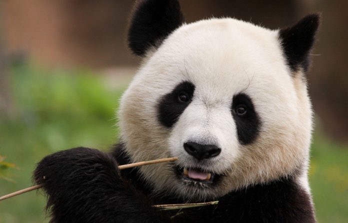 Los últimos pandas gigantes que viven en EE UU regresarán a China a finales de este año