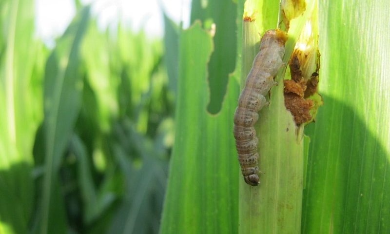 Productores de maíz preocupados por la presencia del gusano cogollero en los campos del país