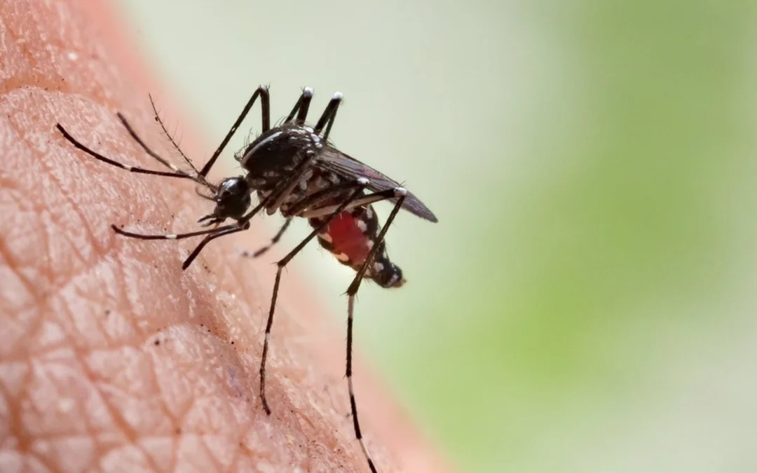 El dengue amenaza Europa: la OMS lanza un plan global para combatir la enfermedad