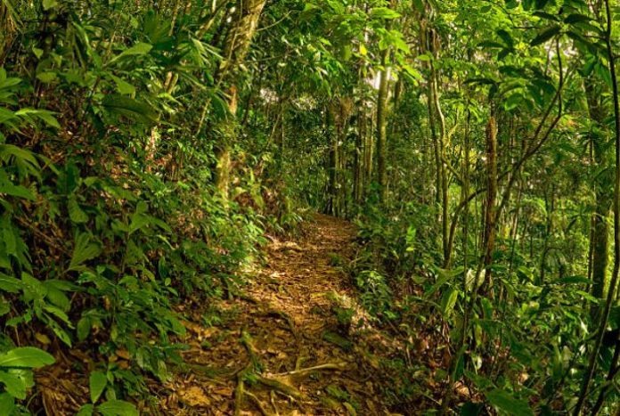 Venezuela entre los 20 países con mayor pérdida de bosques tropicales, según Global Forest Watch