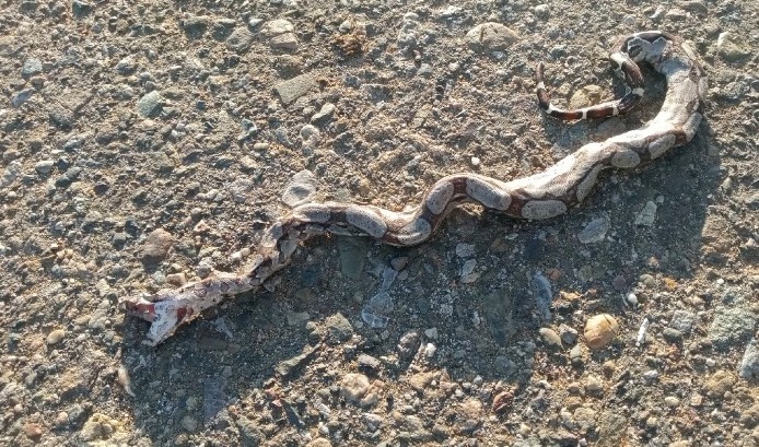 En el Saime del Core 3 reportan el tercer caso de maltrato contra boas