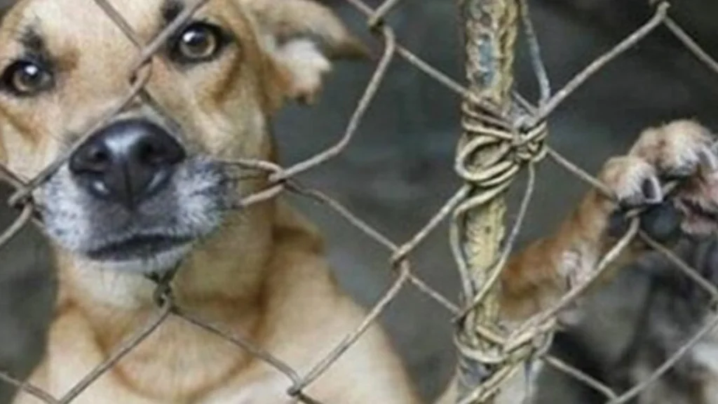 Fiscalía sancionará el maltrato animal con penas de cárcel de hasta seis años: incluye multas