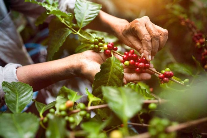 Venezuela exporta solo 10% de su producción de café con ingresos de $30 millones anuales