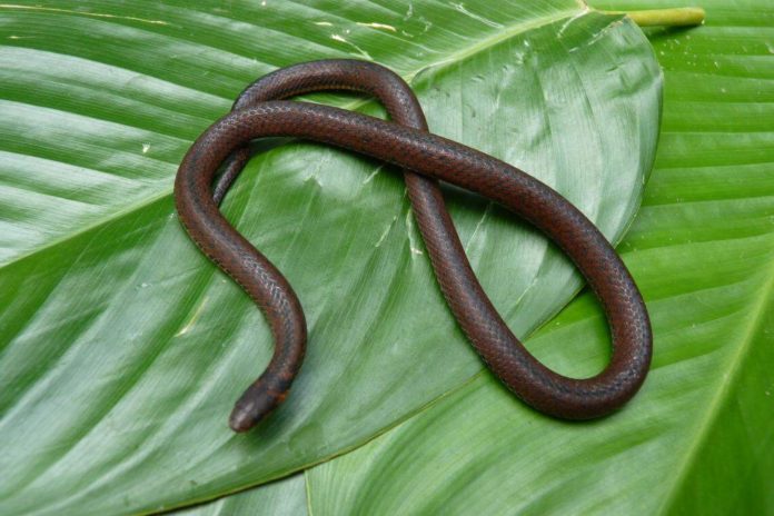 Científicos venezolanos descubren una nueva especie de serpiente en las montañas de Trujillo