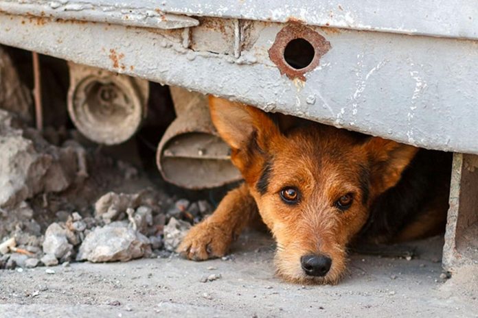 Especialistas destacan la importancia del cuidado de las mascotas ante temblores en Venezuela