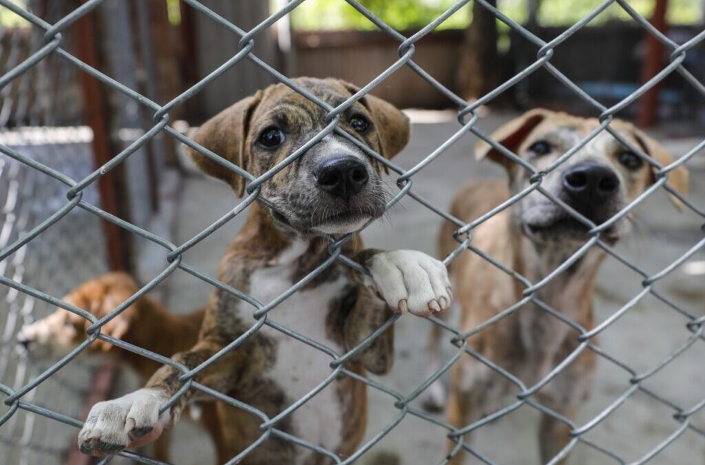 MP anuncia penas de hasta seis años de cárcel y multas económicas por maltrato animal