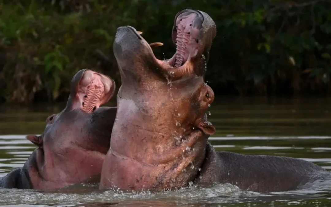 Colombia autoriza sacrificar a 80 de los «hipopótamos de la cocaína» de Pablo Escobar