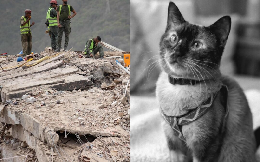 Murió Félix, el gato que sobrevivió 37 días bajo los escombros en La Guaira